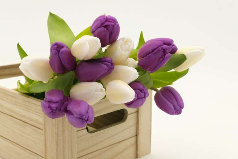 Comment choisir les fleurs en fonction de son logement ?