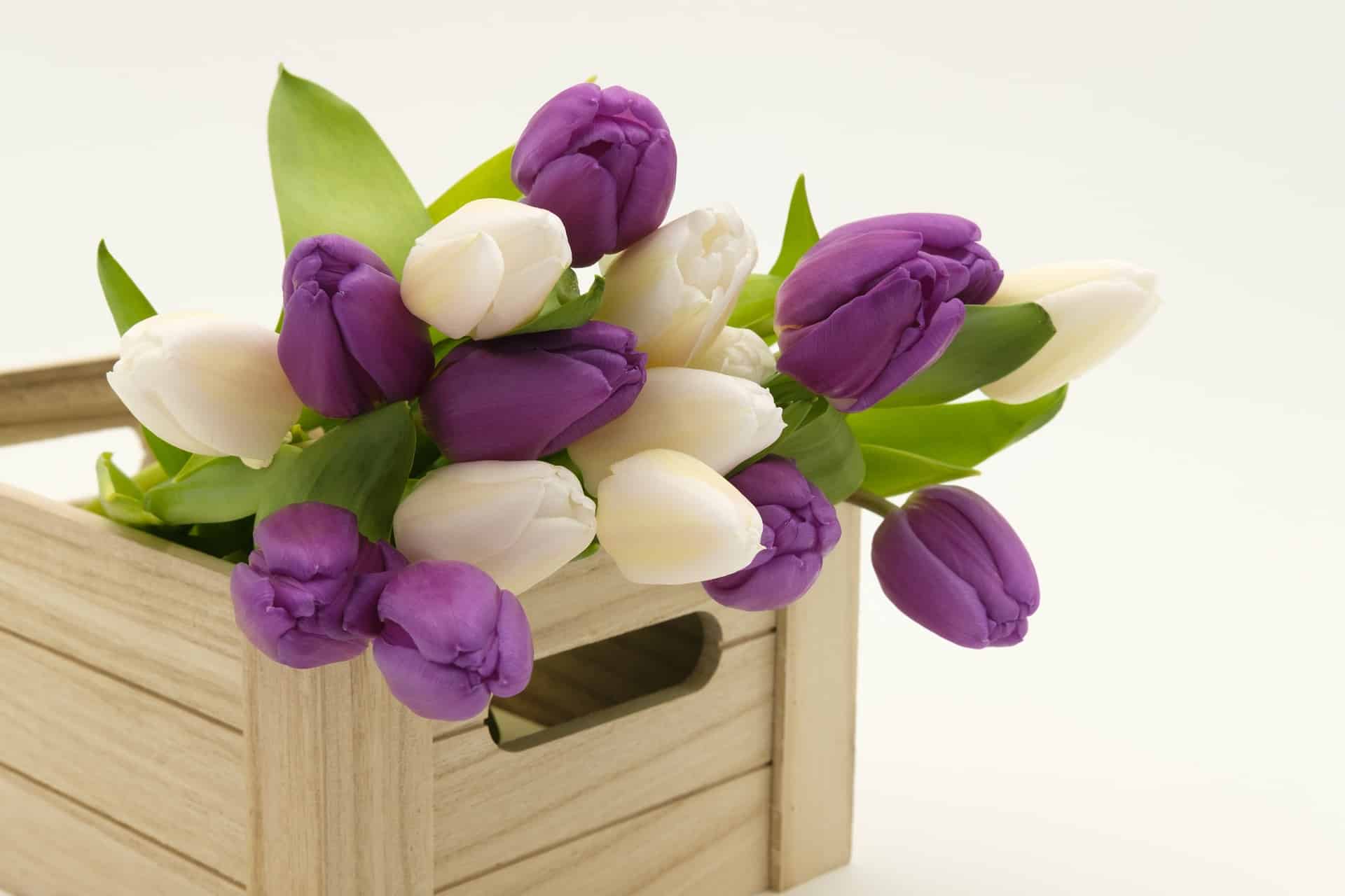 Comment choisir les fleurs en fonction de son logement ?