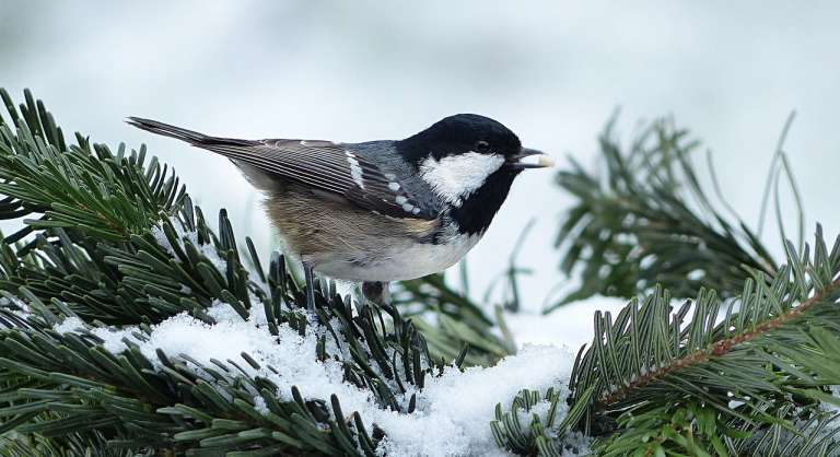 Comment préparer son jardin pour l’hiver ?