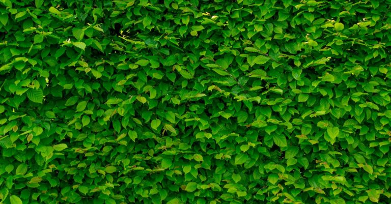 Comment créer un mur végétal pour une déco naturelle ?