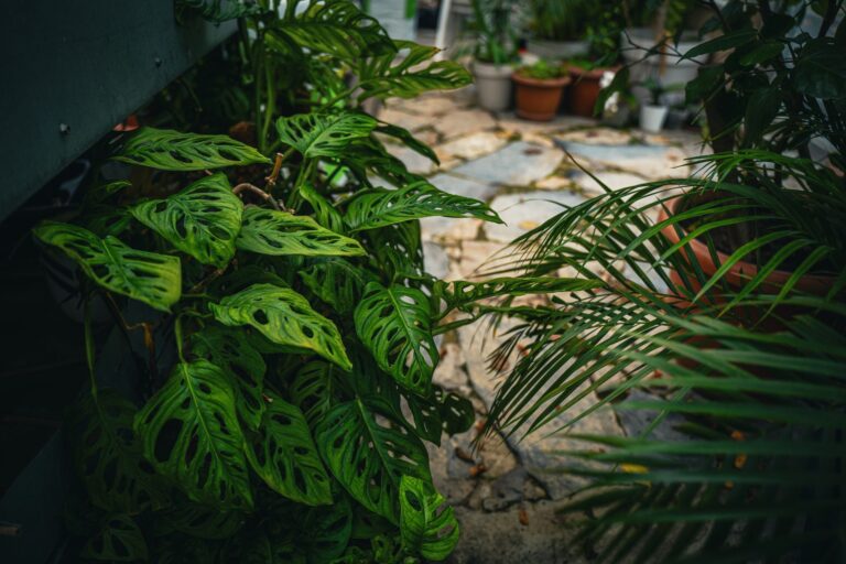 Les plantes suspendues : une tendance incontournable en décoration ?