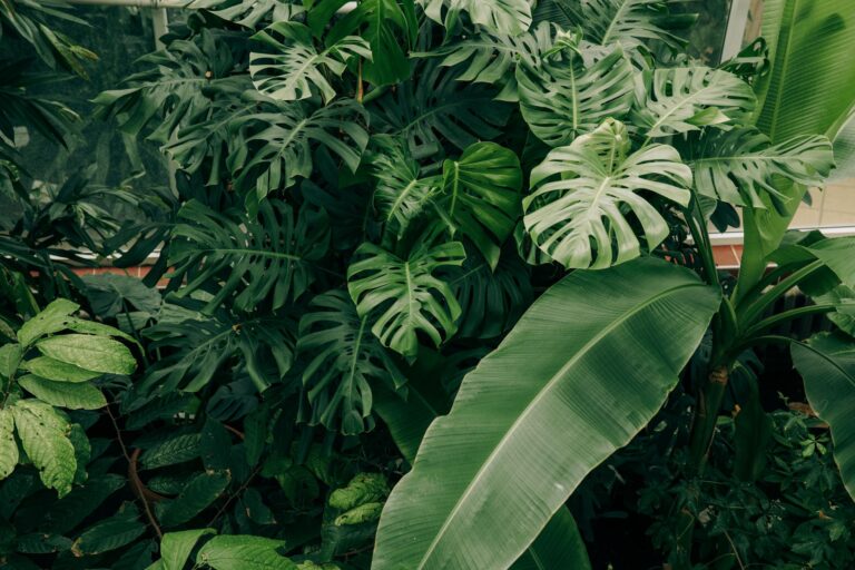 Comment adopter la déco tropicale pour apporter un air de vacances chez soi ?