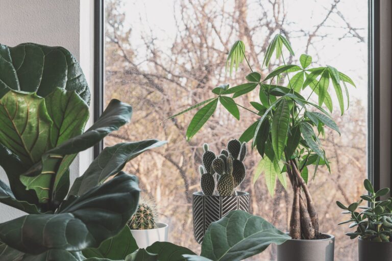 Comment choisir les plantes d&rsquo;intérieur pour sublimer votre décoration ?