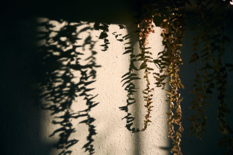 Pourquoi les plantes suspendues sont-elles un must en décoration ?