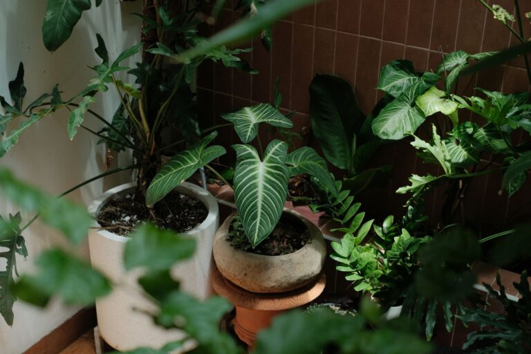 Quelles plantes d&rsquo;intérieur choisir pour une déco verdoyante ?