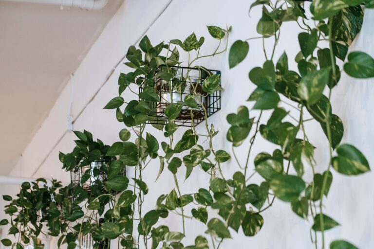 Les plantes suspendues : la nouvelle tendance en décoration ?