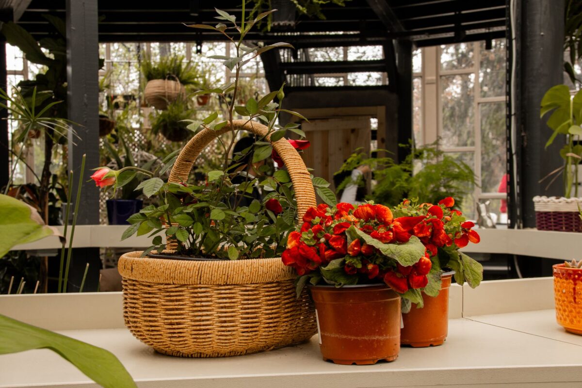 Quelles plantes d&rsquo;intérieur choisir pour une déco pleine de verdure ?