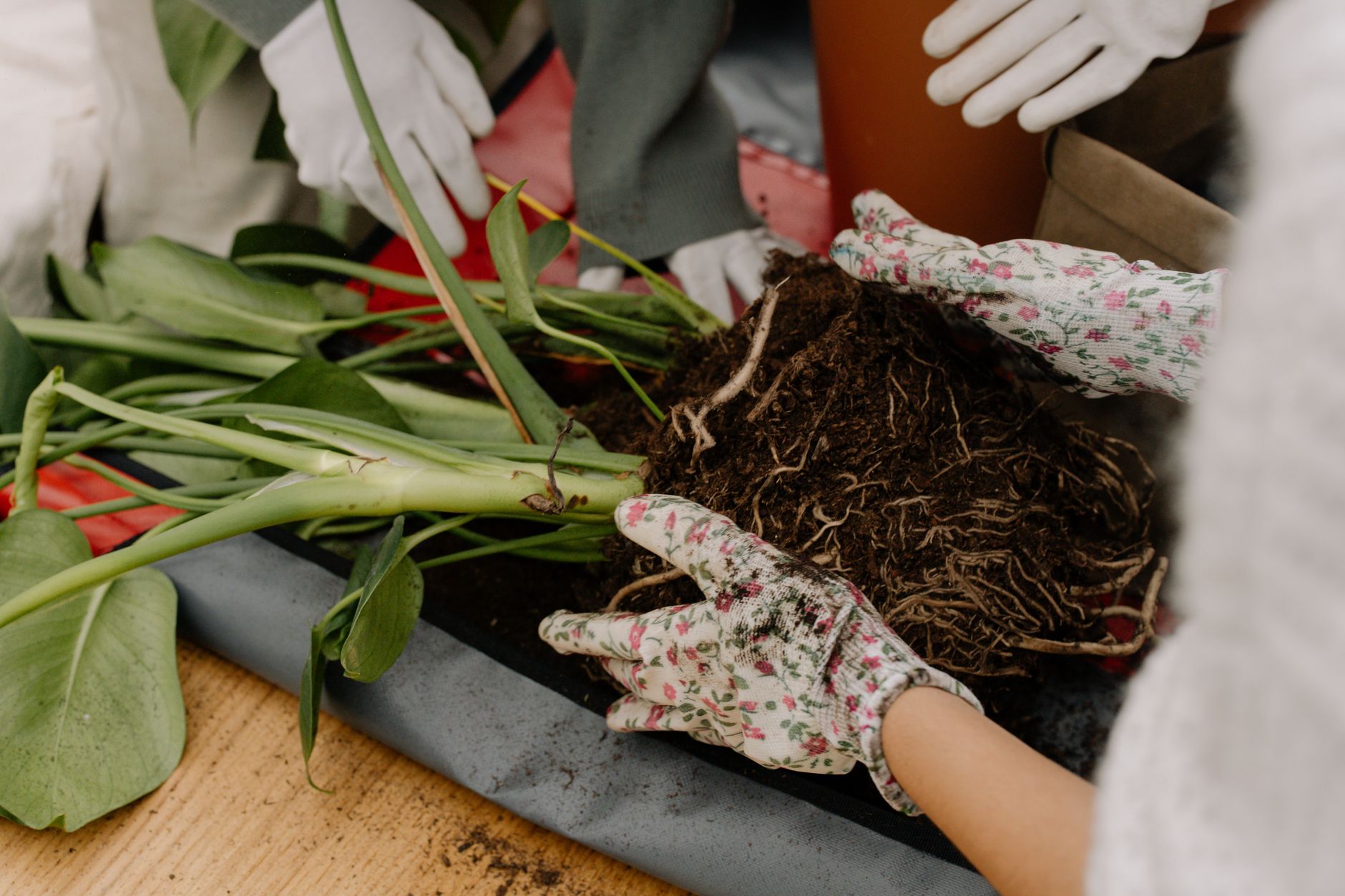 Mains gantées tenant la motte de racines d’une plante sortie de son pot, au-dessus d’un tapis de rempotage sur une table en bois.