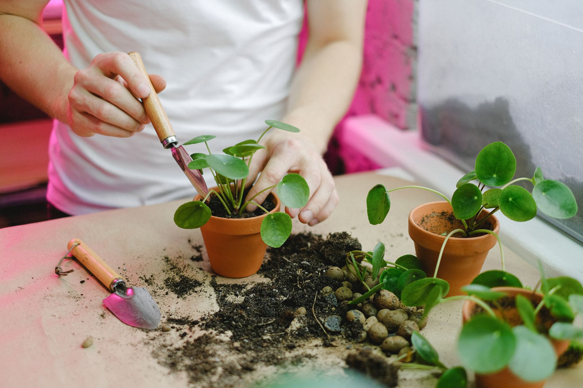 Une plante qui s’affaisse malgré l’arrosage manque peut-être de place